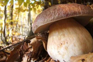 boletus-edulis-ph1_1